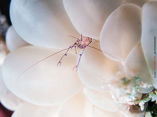 bubble coral shrimp