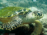 gr&uuml;ne Meeresschildkr&ouml;te