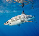 SHALLOW - Gefahr aus der Tiefe